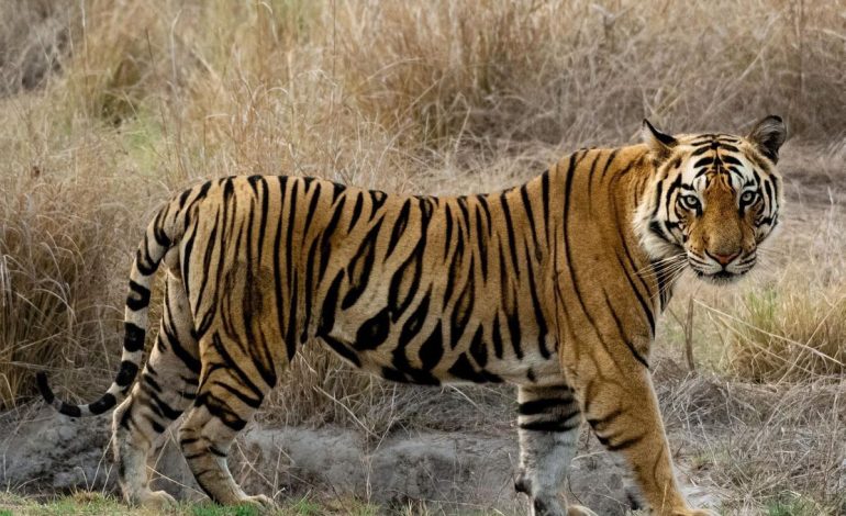 Harimau Sumatra keununikan