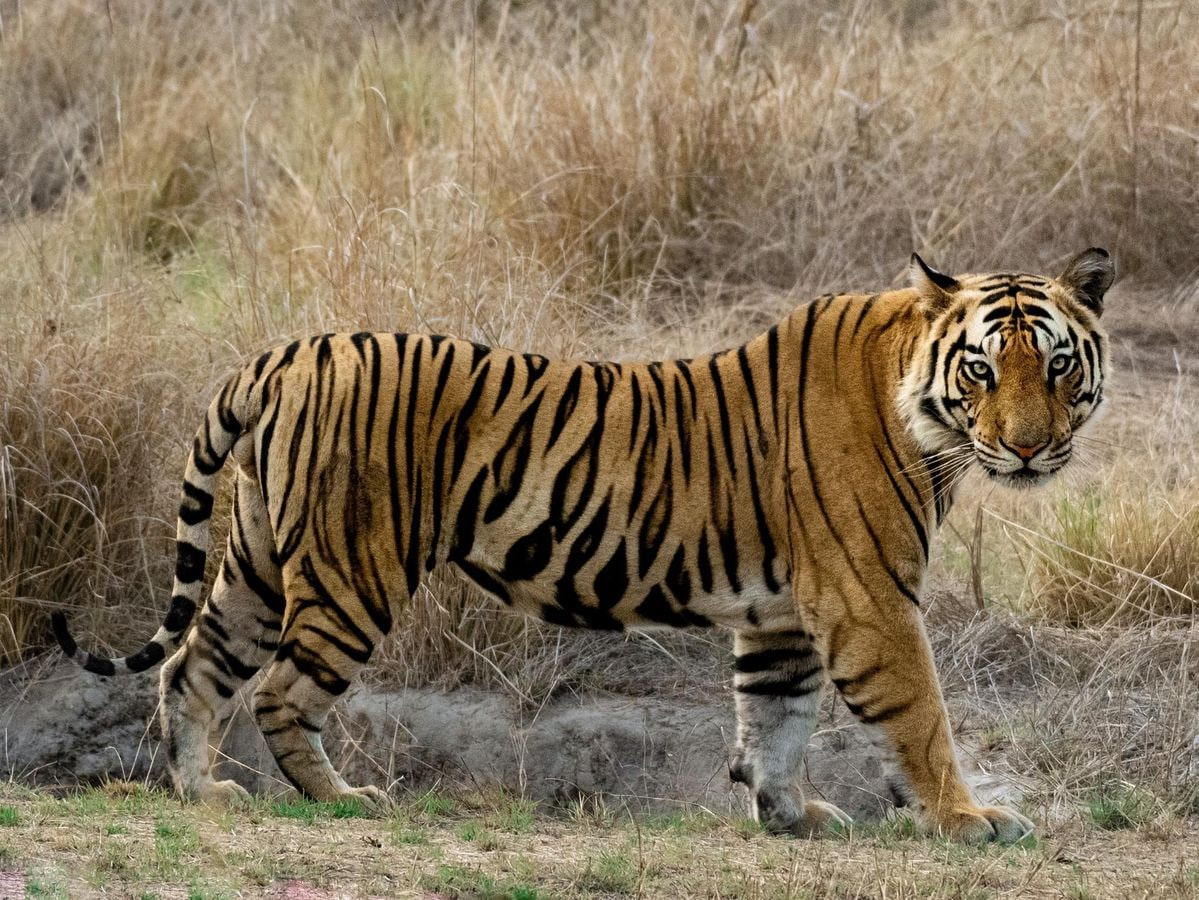 Harimau Sumatra keununikan