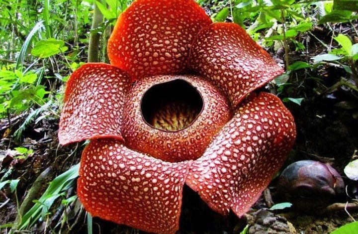 Keunikan dari Bunga Rafflesia Arnoldii