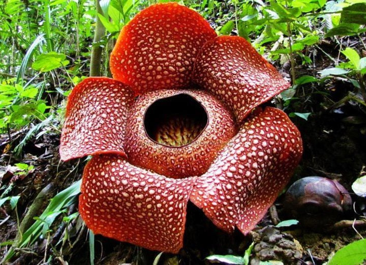 Keunikan dari Bunga Rafflesia Arnoldii