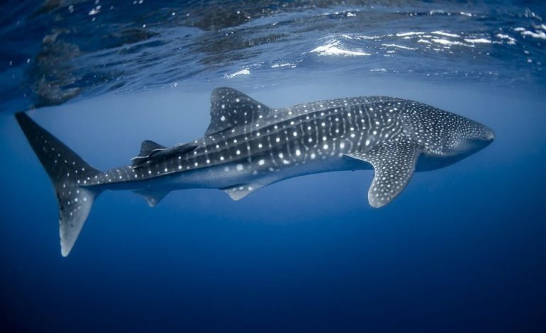 Raksasa Laut Hiu Tutul (Whale Shark)