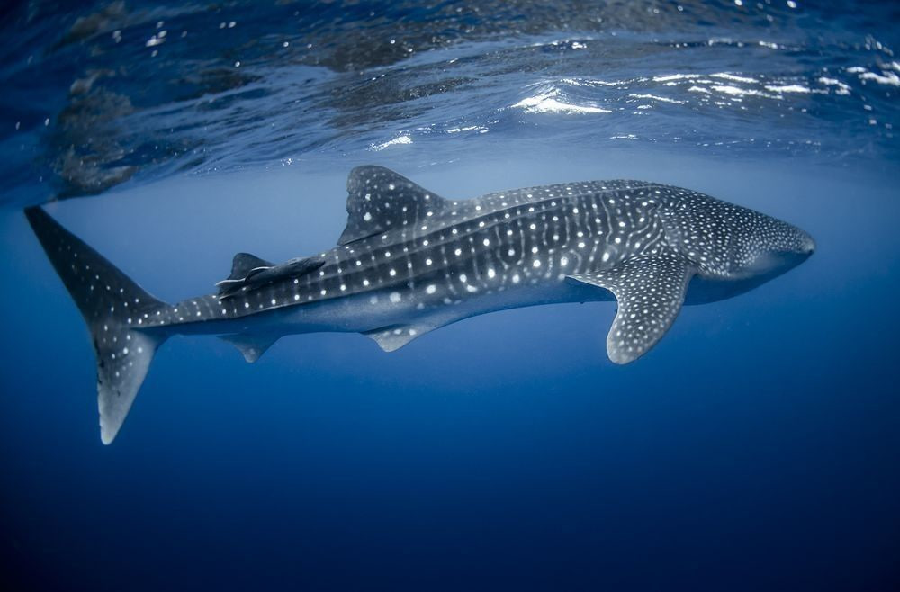 Raksasa Laut Hiu Tutul (Whale Shark)