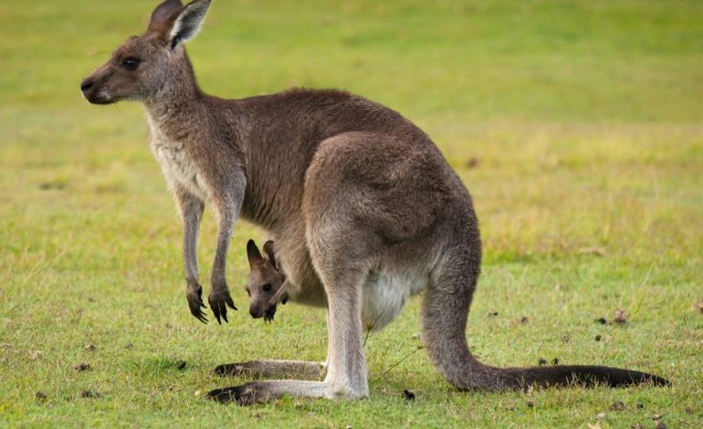 ikon satwa Australia Kanguru