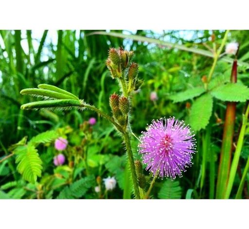 Manfaat dan keunikan Bunga Putri Malu