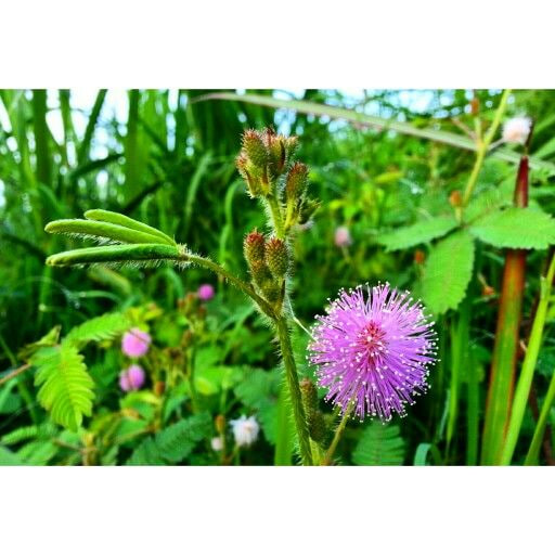 Manfaat dan keunikan Bunga Putri Malu