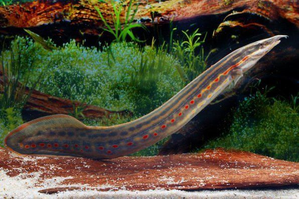 Cara Belut Listrik Menghasilkan Listrik