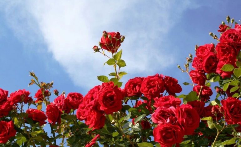 Cara merawat Bunga Mawar