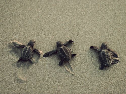 Fakta unik dan menarik Kura-kura