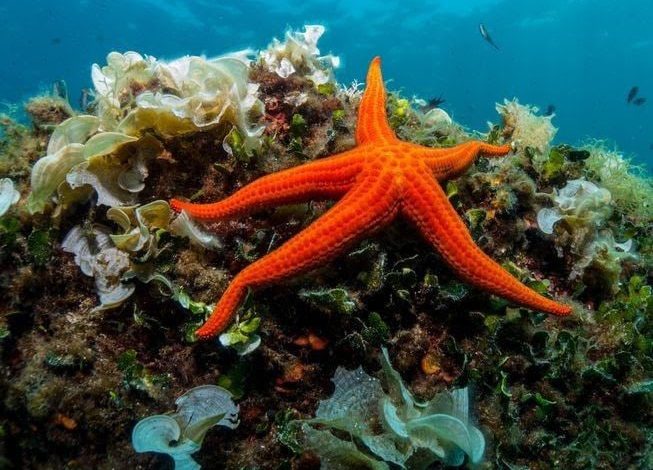 Cara makan unik Bintang Laut