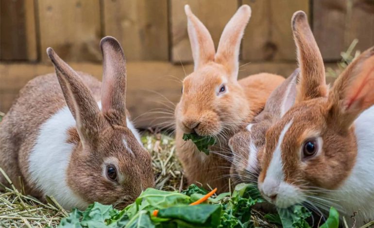 Jenis dan ciri-ciri fisik Kelinci