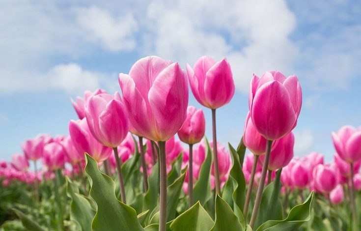 Cara Merawat Bunga Tulip