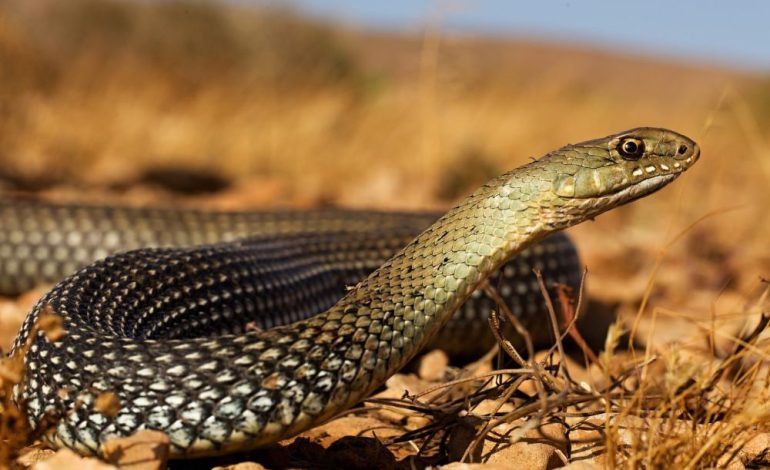 Keunikan Utama dari Ular