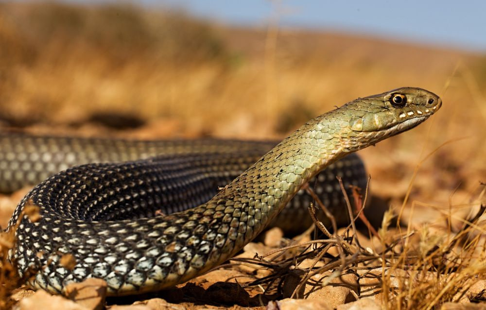 Keunikan Utama dari Ular