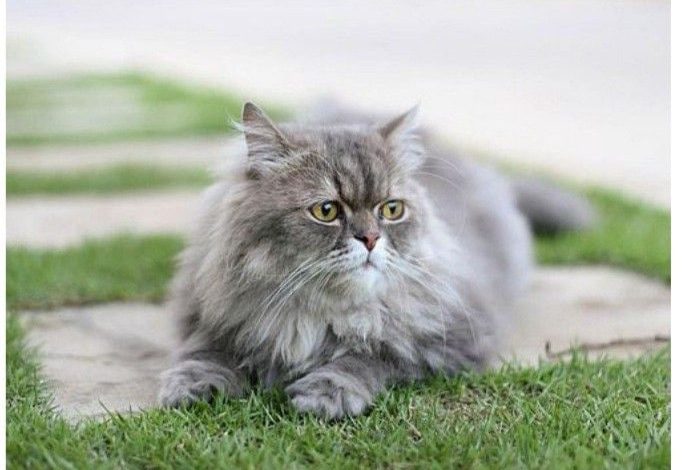 Keunikan Perilaku Kucing