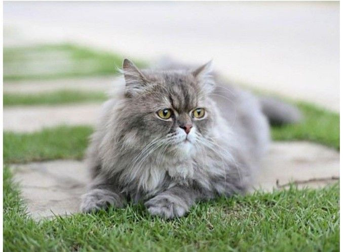 Keunikan Perilaku Kucing