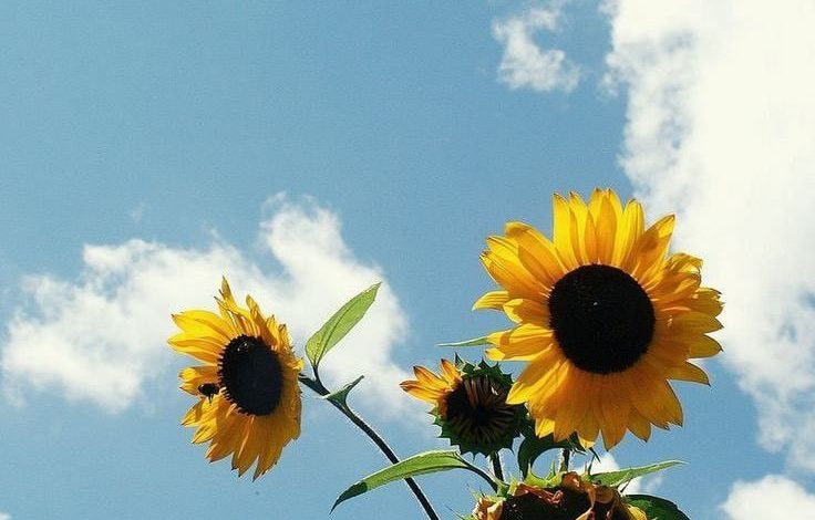 Beberapa keunikan khas dari Bunga Matahari