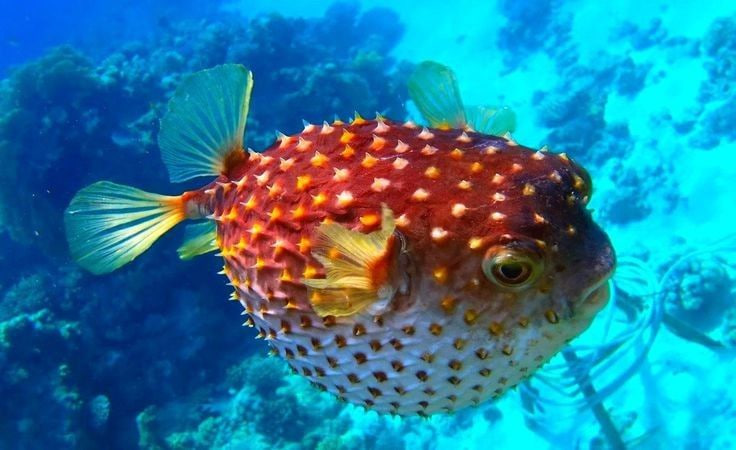 Racun Tetrodotoxin Ikan Buntal