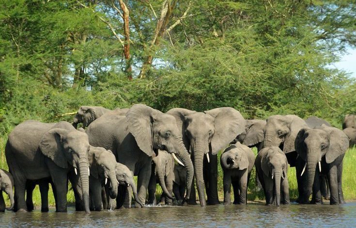 Keunikan Dari Hewan Gajah